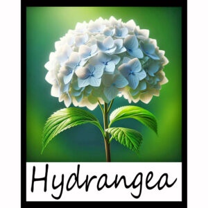 Flower Series: Hydrangea