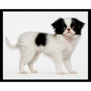 Japanese Chin - Horizontal
