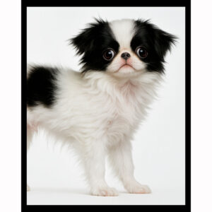Japanese Chin - Vertical