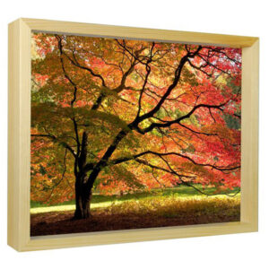Japanese Maple - Sun Art Print