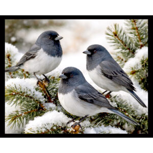 Junco Gathering