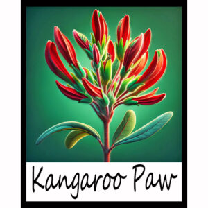 Flower Series: Kangaroo Paw