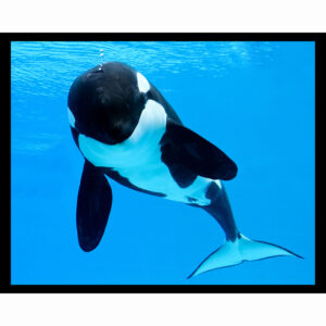 Killer Whale Bubbles