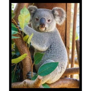 Koala