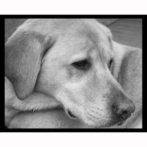 Lab in Black and White