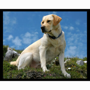 Labrador on Hill