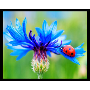 Ladybug on Blue