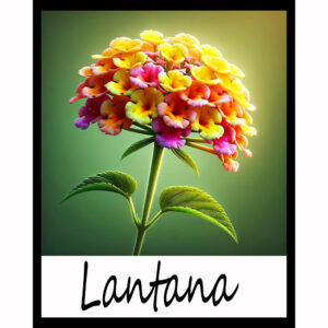 Flower Series: Lantana