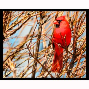 Late Season Cardinal