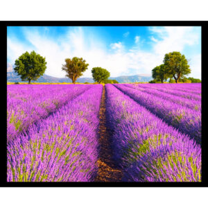 Lavender Field in France