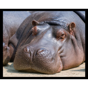 Lazy Hippopotamus