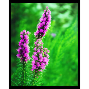 Liatris