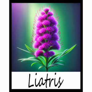 Flower Series: Liatris