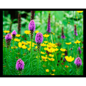 Liatris and Coreopsis