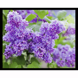 Lilac Flowers