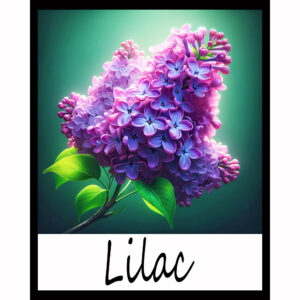 Flower Series: Lilac