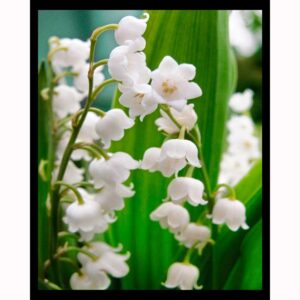 Lily of the Valley