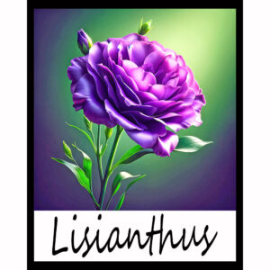 Flower Series: Lisianthus