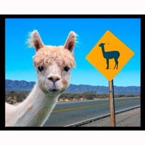 Llama Crossing