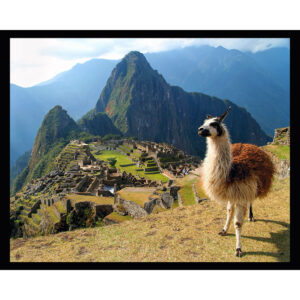 Llama and Machu Picchu