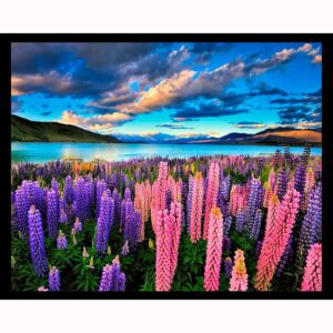 Lupines in New Zealand