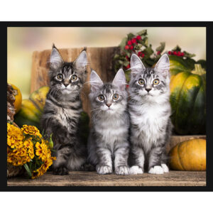 Maine Coon Kittens