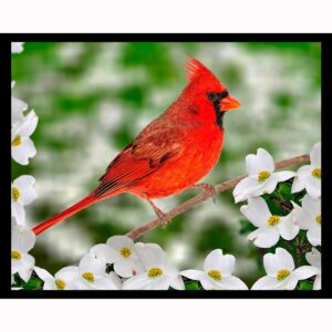 Male Northern Cardinal