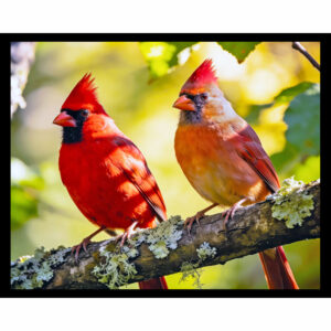 Male and Female Cardinals