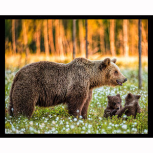 Mama Bear and Cubs