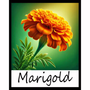 Flower Series: Marigold