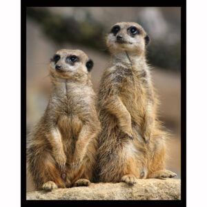 Meerkats