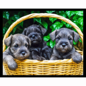 Miniature Schnauzer Puppies