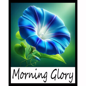 Flower Series: Morning Glory