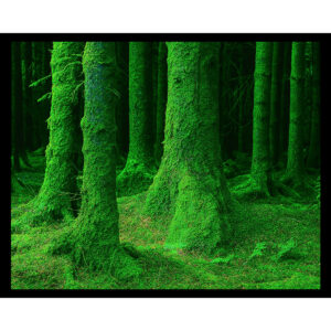 Mossy Forest
