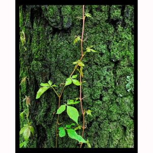 Mossy Tree with Vine