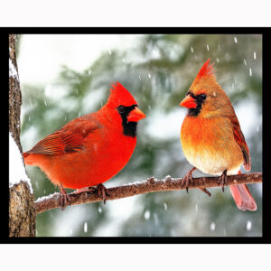 Mr. and Mrs. Cardinal