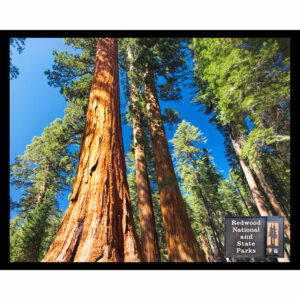 National Parks Series #41: Redwood National Park