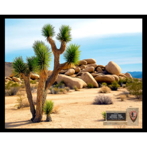 National Parks Series #42: Joshua Tree National Park