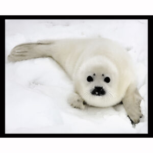 Newborn Harp Seal Pup
