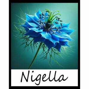 Flower Series: Nigella