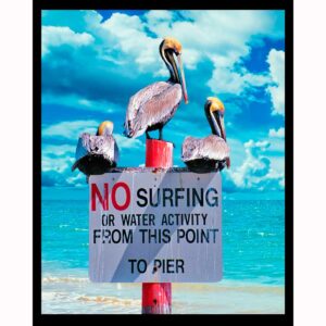 No Surfing Pelicans