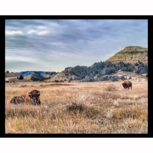 North Dakota Buffalo
