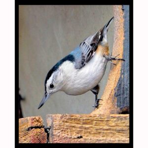 Nuthatch