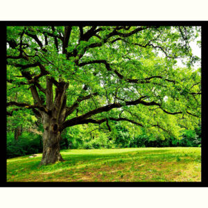 Oak Tree In Park