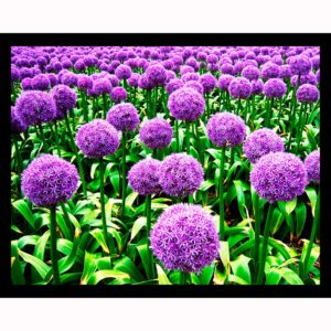 Onion Flowers - Holland