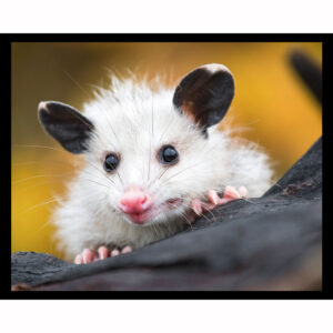 Opossum Joey