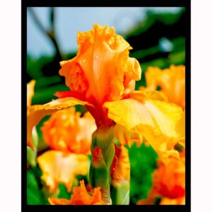 Orange Iris