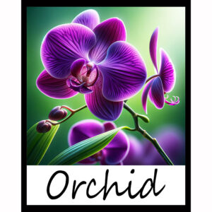 Flower Series: Orchid