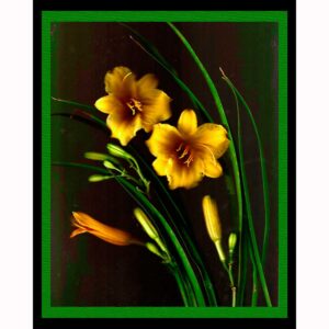 Organics - Daylilies