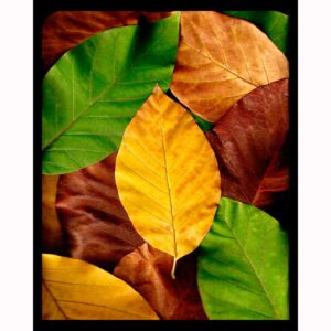 Organics - Fall Leaves